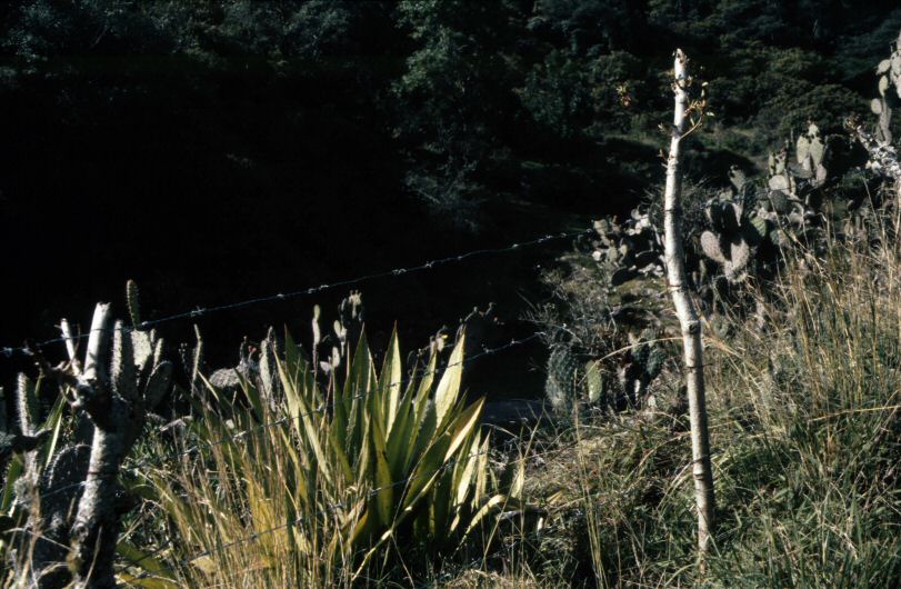 image0298.jpg