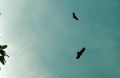 image0303.jpg
