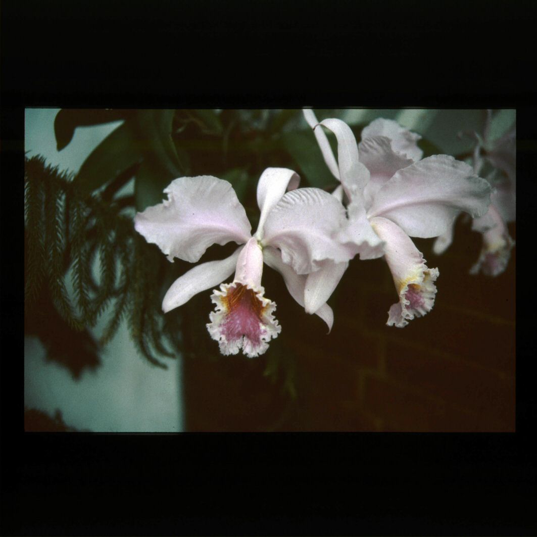 image0040.jpg