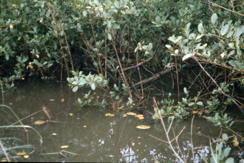 image0071.jpg