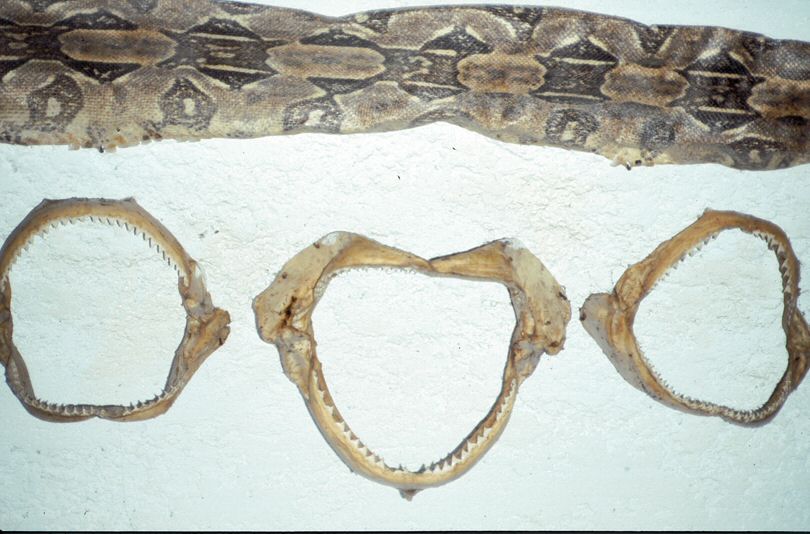 image0020.jpg