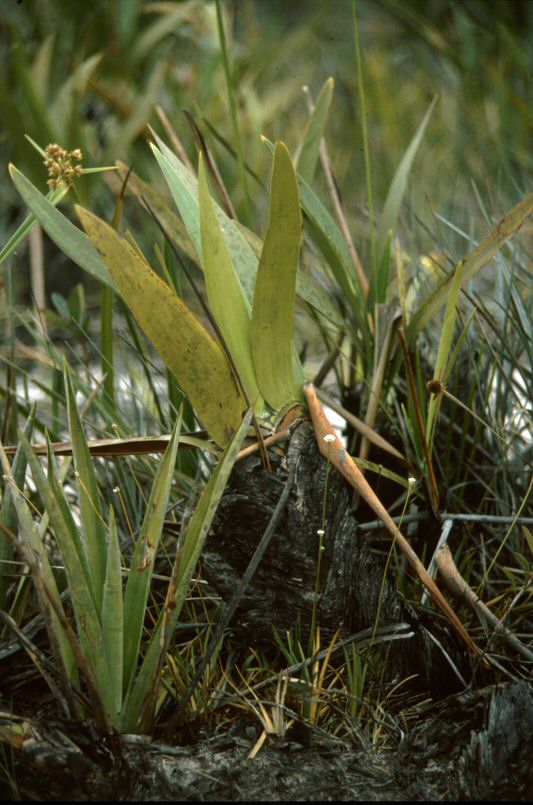 image0061.jpg