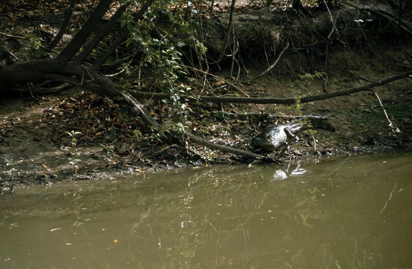 image0008.jpg