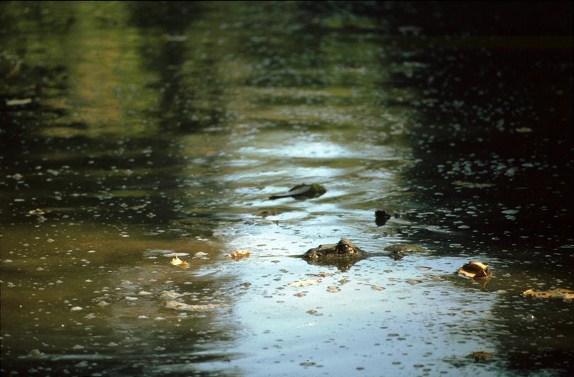 image0013.jpg
