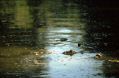 image0013.jpg