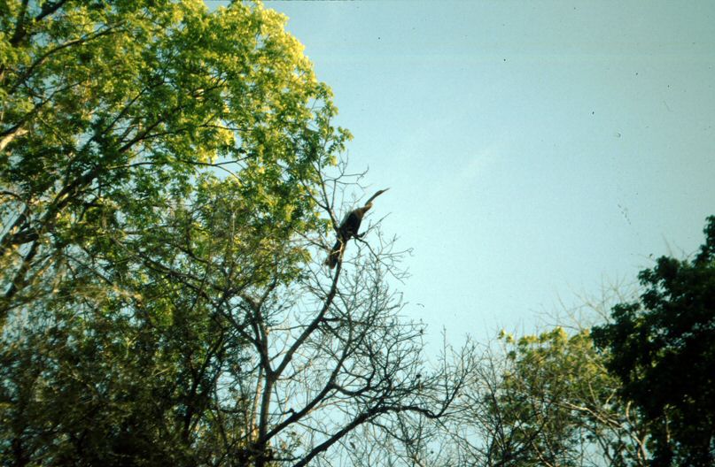 image0040.jpg
